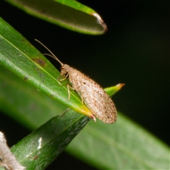 Micromus tasmaniae (Tasmanian Brown Lacewing) at Downer, ACT - 18 Nov 2024 by RobertD