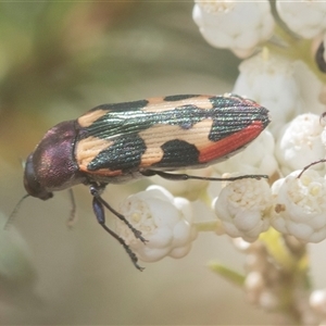 Castiarina interstitialis at Bungonia, NSW - 17 Nov 2024 10:43 AM