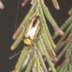 Monolepta froggatti (Leaf beetle) at Bungonia, NSW - 17 Nov 2024 by AlisonMilton