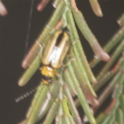 Monolepta froggatti (Leaf beetle) at Bungonia, NSW - 17 Nov 2024 by AlisonMilton