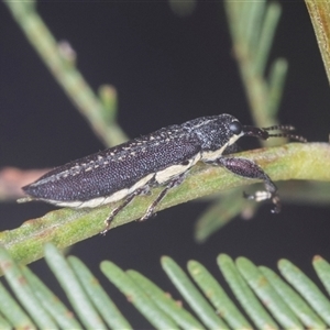 Rhinotia sp. (genus) at Bungonia, NSW - 17 Nov 2024 09:55 AM