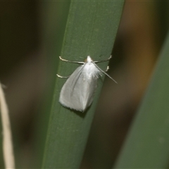 Tipanaea patulella (The White Crambid moth) at Bungonia, NSW - 17 Nov 2024 by AlisonMilton