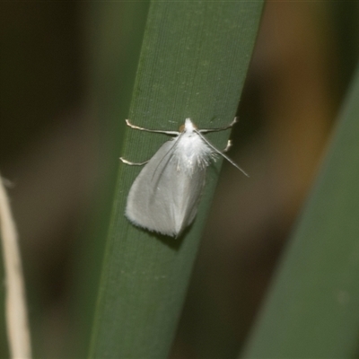 Tipanaea patulella (The White Crambid moth) at Bungonia, NSW - 17 Nov 2024 by AlisonMilton