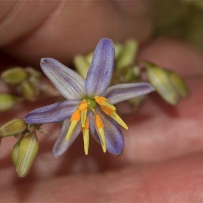 Dianella longifolia (Pale Flax Lily) at Bungonia, NSW - 17 Nov 2024 by AlisonMilton