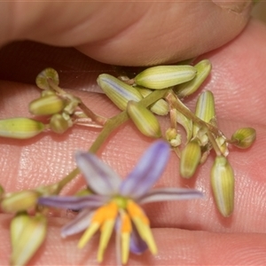 Dianella longifolia at Bungonia, NSW - 17 Nov 2024