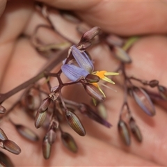 Dianella longifolia at Bungonia, NSW - 17 Nov 2024