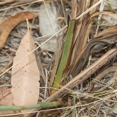 Dianella longifolia at Bungonia, NSW - 17 Nov 2024