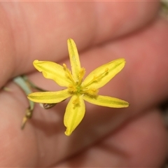 Tricoryne elatior (Yellow Rush Lily) at Bungonia, NSW - 16 Nov 2024 by AlisonMilton