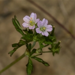 Geranium sp. Pleated sepals (D.E.Albrecht 4707) Vic. Herbarium (Naked Crane's-bill) at Bungonia, NSW - 16 Nov 2024 by AlisonMilton