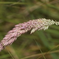 Holcus lanatus (Yorkshire Fog) at Bungonia, NSW - 17 Nov 2024 by AlisonMilton