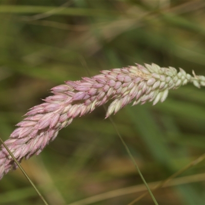 Holcus lanatus (Yorkshire Fog) at Bungonia, NSW - 17 Nov 2024 by AlisonMilton