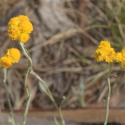Chrysocephalum apiculatum (Common Everlasting) at Bungonia, NSW - 17 Nov 2024 by AlisonMilton
