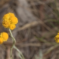 Chrysocephalum apiculatum at Bungonia, NSW - 17 Nov 2024 09:19 AM