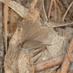 Zizina otis (Common Grass-Blue) at Bungonia, NSW - 16 Nov 2024 by AlisonMilton