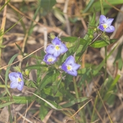 Veronica gracilis (Slender Speedwell) at Bungonia, NSW - 16 Nov 2024 by AlisonMilton