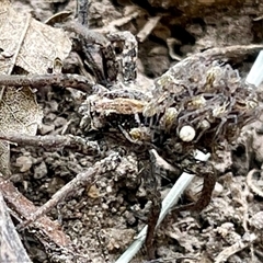 Venatrix sp. (genus) (Unidentified Venatrix wolf spider) at Kambah, ACT - 12 Nov 2024 by LineMarie
