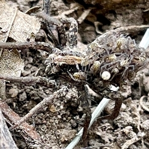 Venatrix sp. (genus) at Kambah, ACT - 12 Nov 2024