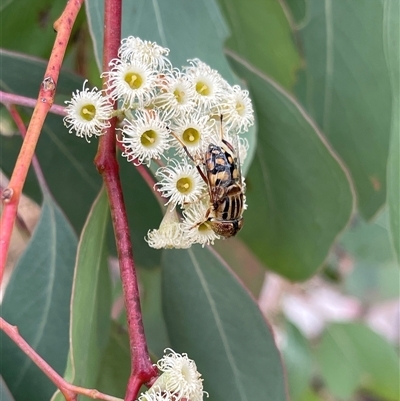 Eristalinus punctulatus (Golden Native Drone Fly) at Kambah, ACT - 11 Nov 2024 by LineMarie