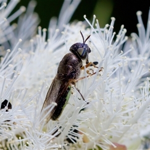 Odontomyia opertanea at Florey, ACT - 16 Nov 2024