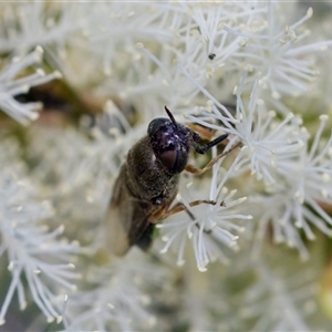 Odontomyia opertanea at Florey, ACT - 16 Nov 2024