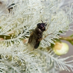 Odontomyia opertanea at Florey, ACT - 16 Nov 2024