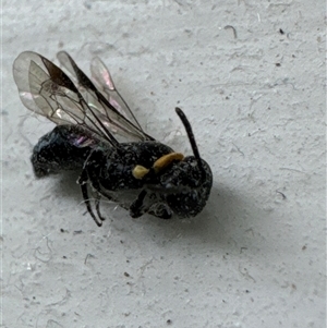 Hylaeus (Prosopisteron) primulipictus at Aranda, ACT - 17 Nov 2024 02:11 PM