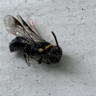 Hylaeus (Prosopisteron) primulipictus (Hylaeine colletid bee) at Aranda, ACT - 17 Nov 2024 by Jubeyjubes