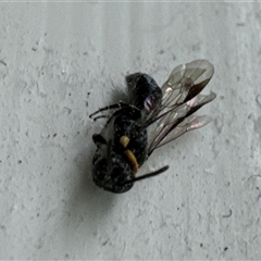 Hylaeus (Prosopisteron) primulipictus at Aranda, ACT - 17 Nov 2024 02:11 PM