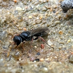 Lasioglossum (Chilalictus) sp. (genus & subgenus) at Aranda, ACT - 17 Nov 2024 by Jubeyjubes