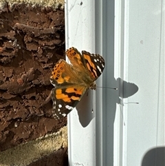 Vanessa kershawi (Australian Painted Lady) at Aranda, ACT - 16 Nov 2024 by Jubeyjubes