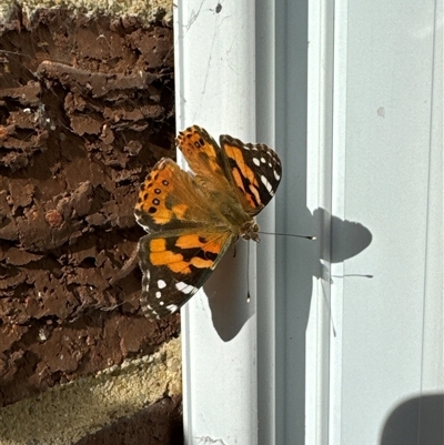 Vanessa kershawi (Australian Painted Lady) at Aranda, ACT - 16 Nov 2024 by Jubeyjubes