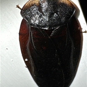 Laxta granicollis at Aranda, ACT - 16 Nov 2024 08:31 PM