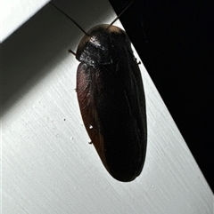 Laxta granicollis at Aranda, ACT - 16 Nov 2024 08:31 PM