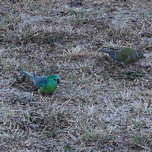 Psephotus haematonotus at Queanbeyan East, NSW - 18 Nov 2024