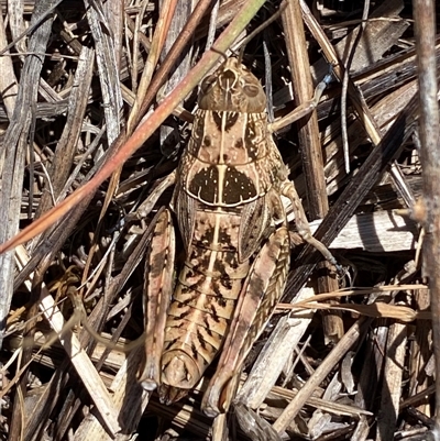 Perunga ochracea (Perunga grasshopper, Cross-dressing Grasshopper) at Molonglo, ACT - 18 Nov 2024 by SteveBorkowskis