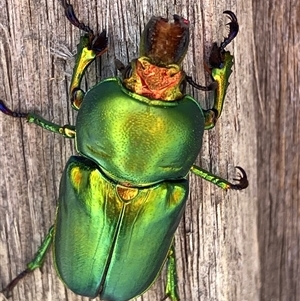 Lamprima aurata at Theodore, ACT - 18 Nov 2024 01:28 PM