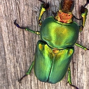 Lamprima aurata at Theodore, ACT - 18 Nov 2024 01:28 PM