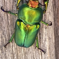 Lamprima aurata at Theodore, ACT - 18 Nov 2024 01:28 PM