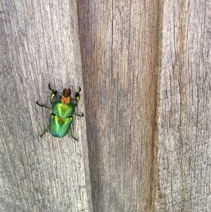 Lamprima aurata at Theodore, ACT - 18 Nov 2024 01:28 PM