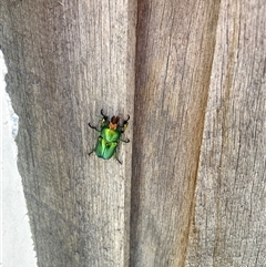 Lamprima aurata at Theodore, ACT - 18 Nov 2024 01:28 PM