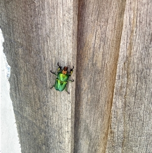 Lamprima aurata at Theodore, ACT - 18 Nov 2024