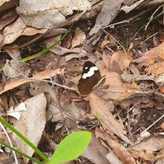 Heteronympha mirifica (Wonder Brown) at Pillar Valley, NSW - 17 Nov 2024 by Topwood