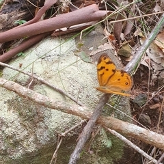 Heteronympha merope (Common Brown Butterfly) at Pillar Valley, NSW - 17 Nov 2024 by Topwood