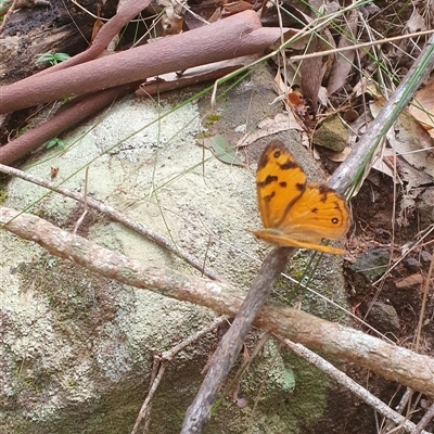 Heteronympha merope (Common Brown Butterfly) at Pillar Valley, NSW - 17 Nov 2024 by Topwood