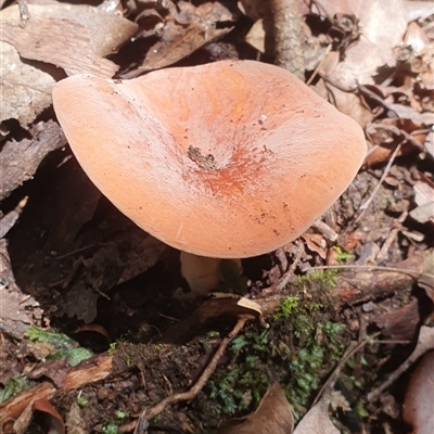 Unidentified Fungus at Pillar Valley, NSW - 17 Nov 2024 by Topwood