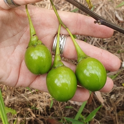 Solanum aviculare at Pillar Valley, NSW - 17 Nov 2024 by Topwood