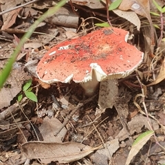 Russula sp. (genus) (Russula) at Pillar Valley, NSW - 17 Nov 2024 by Topwood