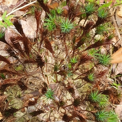 Unidentified Plant at Pillar Valley, NSW - 17 Nov 2024 by Topwood