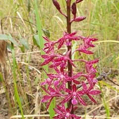 Dipodium punctatum (Blotched Hyacinth Orchid) at Pillar Valley, NSW - 18 Nov 2024 by Topwood