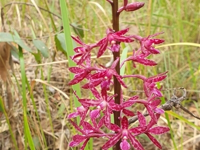 Dipodium punctatum (Blotched Hyacinth Orchid) at Pillar Valley, NSW - 18 Nov 2024 by Topwood